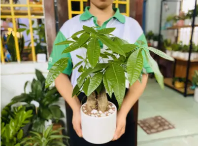 cách đặt cóc ngậm tiền trong phòng khách cách đặt cóc ngậm tiền trong phòng khách